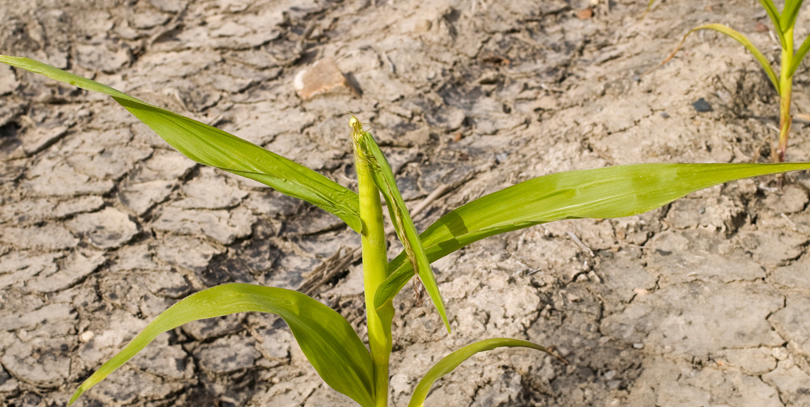 Abiotischer Schaden im Mais