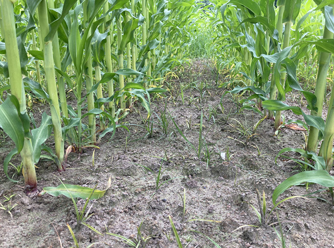 Wirkung von MaisTer Power im Rahmen einer praxisüblichen Spritzfolge – nach Vorlage des Herbizids Adengo