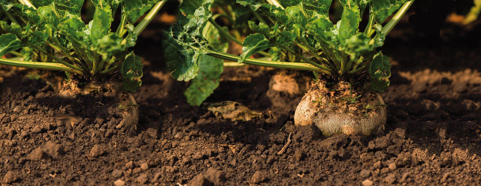 Bayer Agrar Deutschland Die Agrarseite Fur Landwirte Pflanzenschutz Pflanzenschutzmittel Agrarwetter Resistenzmanagement