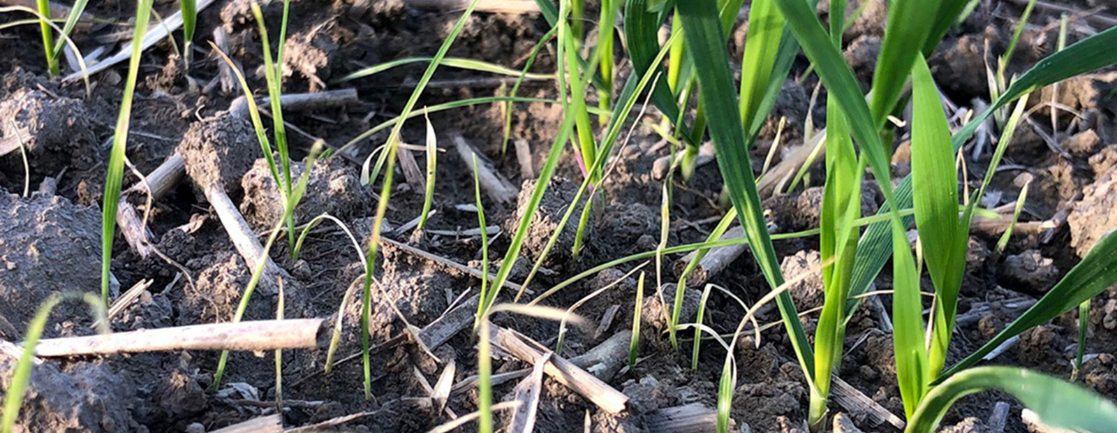 Ackerfuchsschwanz im Getreide