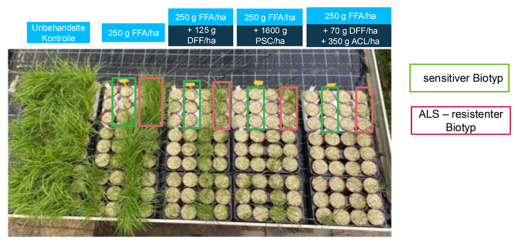 Gewächshausversuch zur Analyse der Mehrleistung von Mischungen mit Flufenacet auf sensitives und resistentes Weidelgras