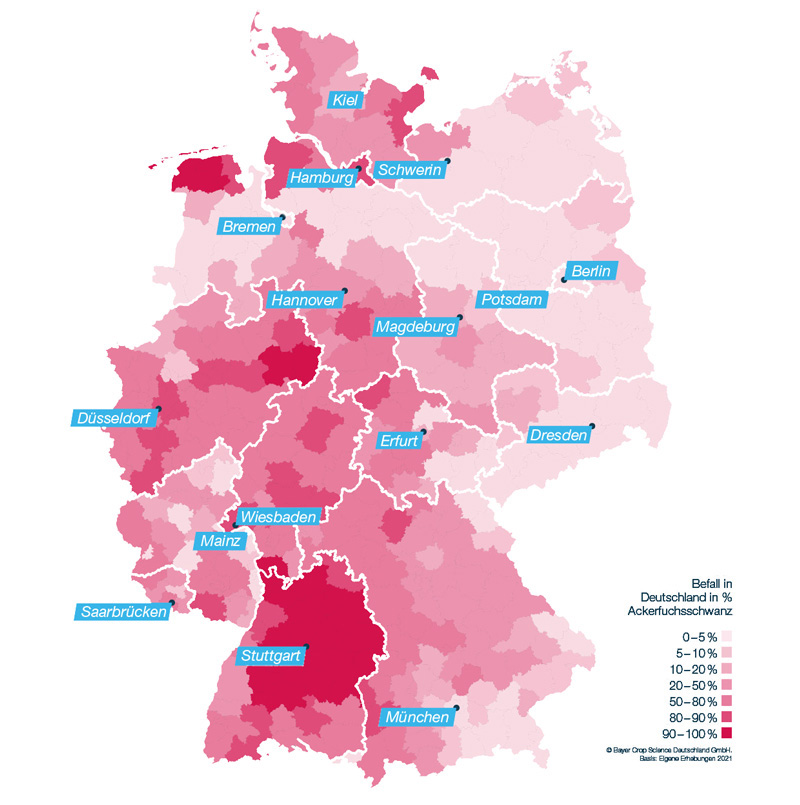 Deutschlandkarte: Verbreitung Ackerfuchsschwanz in 2021