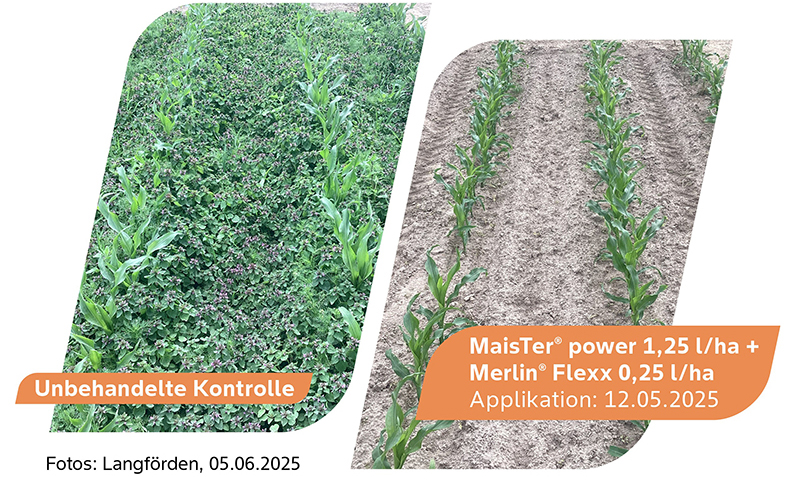 Maister Power Flexx Langförden