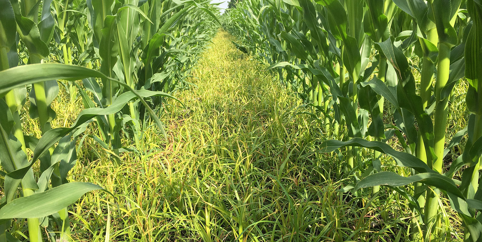 Erdmandelgrasbesatz im Mais