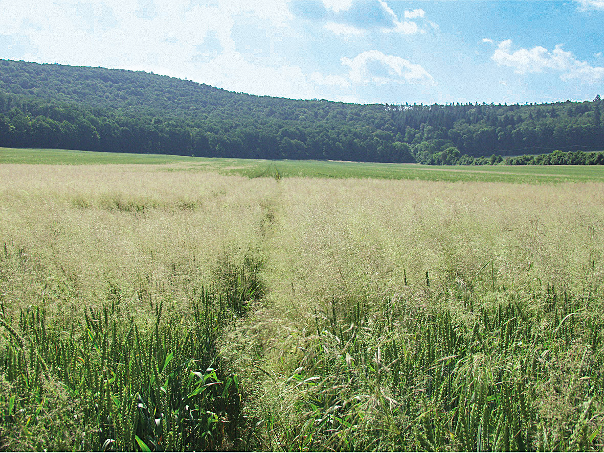 Windhalm im Ackerbau kann Resistenzen entwickeln
