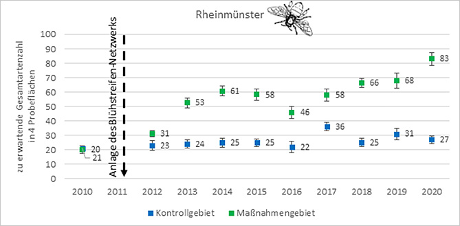 Positive Entwicklung der Artenzahl von Wildbienen