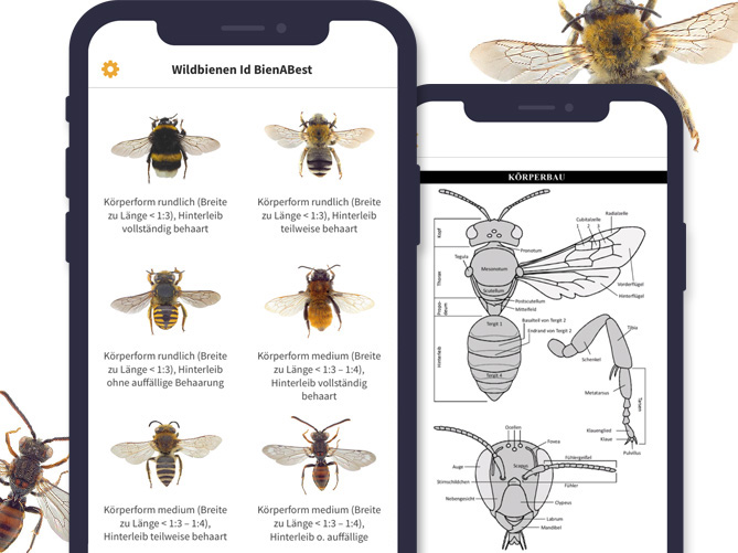 Screenshots von der Wildbienen App Id BienABest