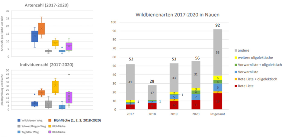 Wildbienenarten Grafik