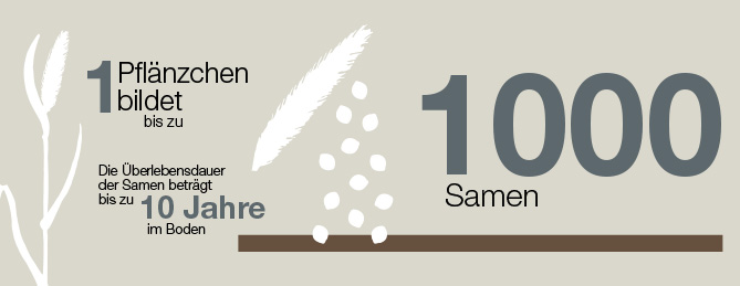 Grafik: Ein Pflänzchen bildet bis zu 1000 Samen