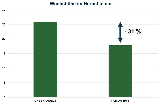 Raps Wuchshöhe im Herbst