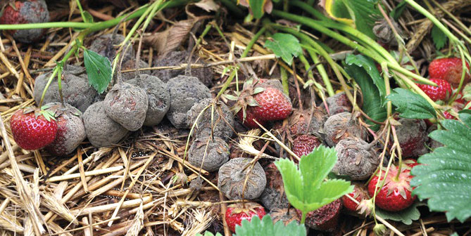 Erdbeeren mit Botrytis Befall
