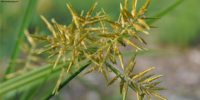 Nahaufnahme: Erdmandelgrassamen