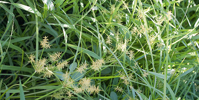 Erdmandelgras im Ackerbau