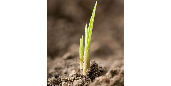 Erdmandelgras im frühen Stadium