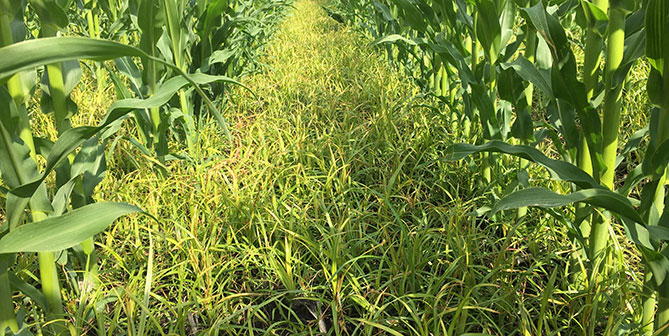 Mais mit Erdmandelgras durchsetzt