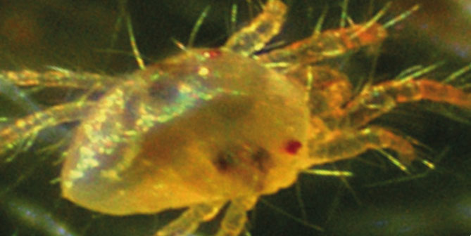 hopfen, spinnmilben, milben, envidor