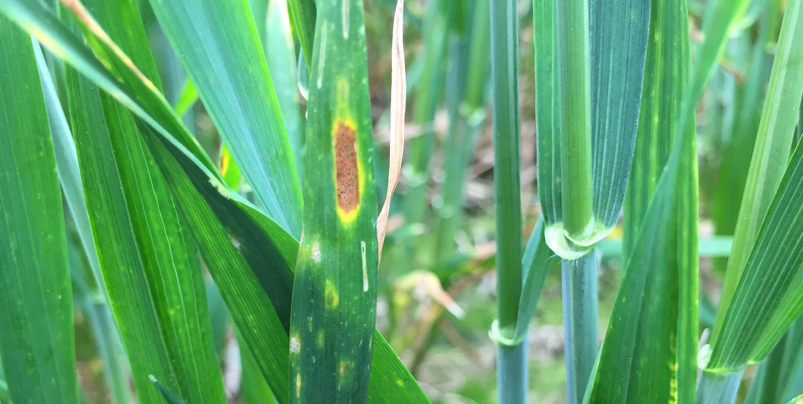 Mehltau und Septoria an Weizen