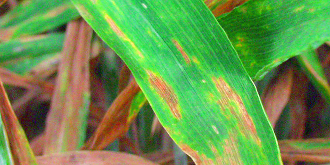 Detailaufnahme Septoria am Getreide