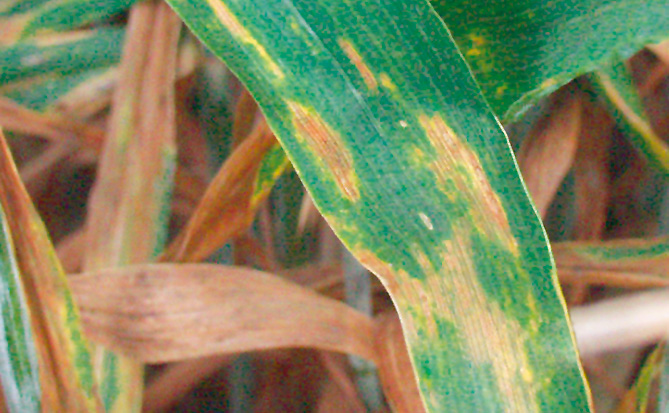 Schadbild Septoria tritici