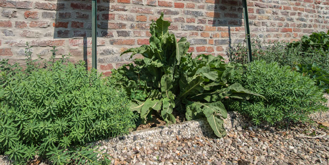 Staudenbeet auf dem Damianshof in Rommerskirchen 