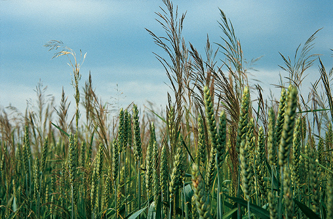 Mit Windhalm durchsetztes Getreidefeld.