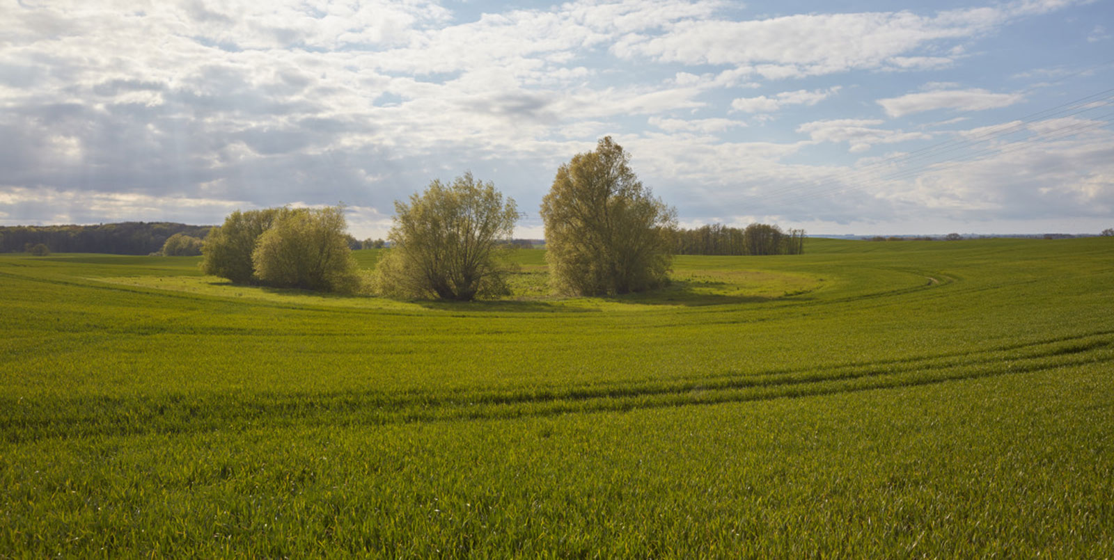 Getreidefeld im Frühjahr