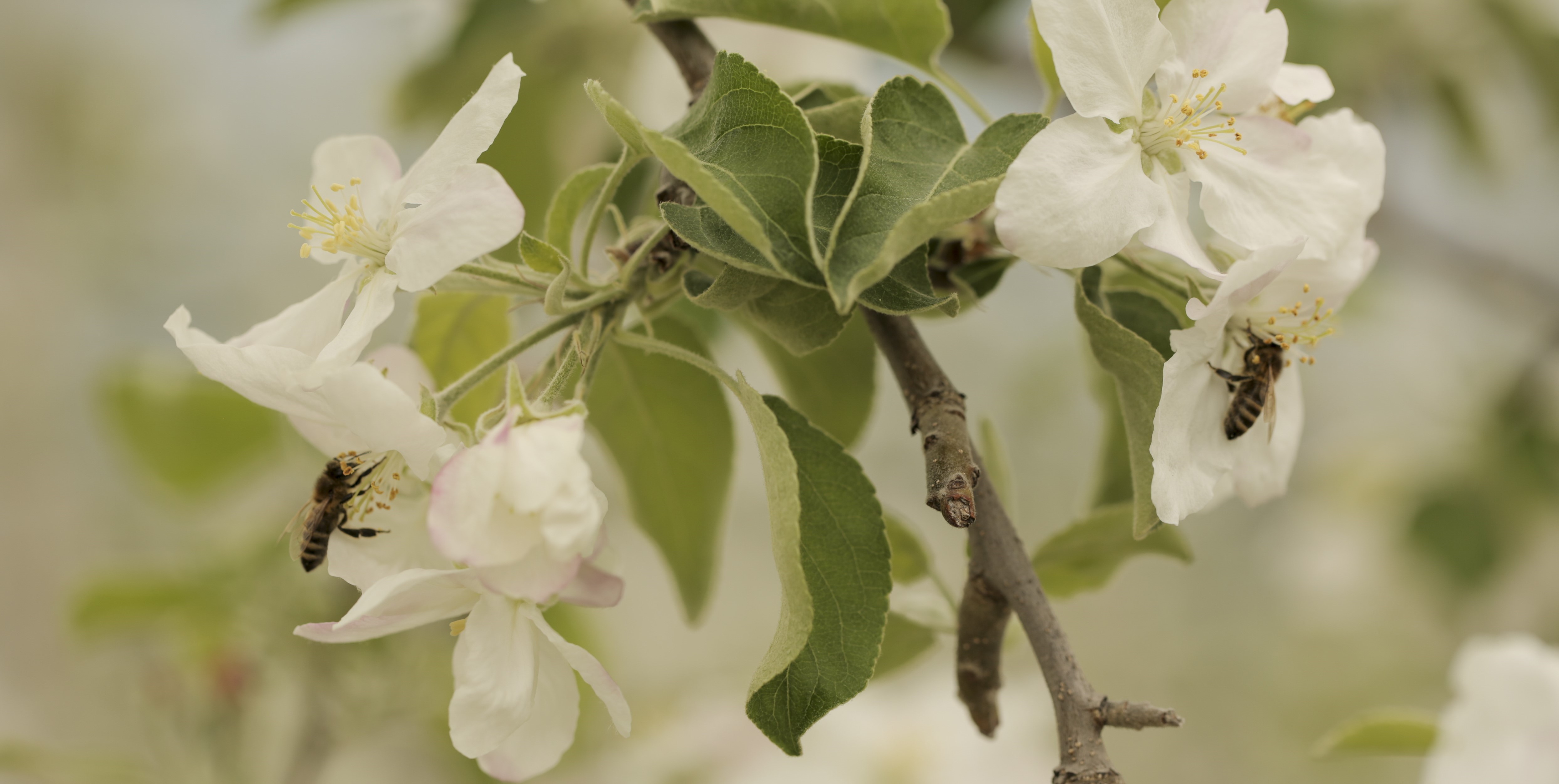 obstbau; nachhaltigkeit; forward farming