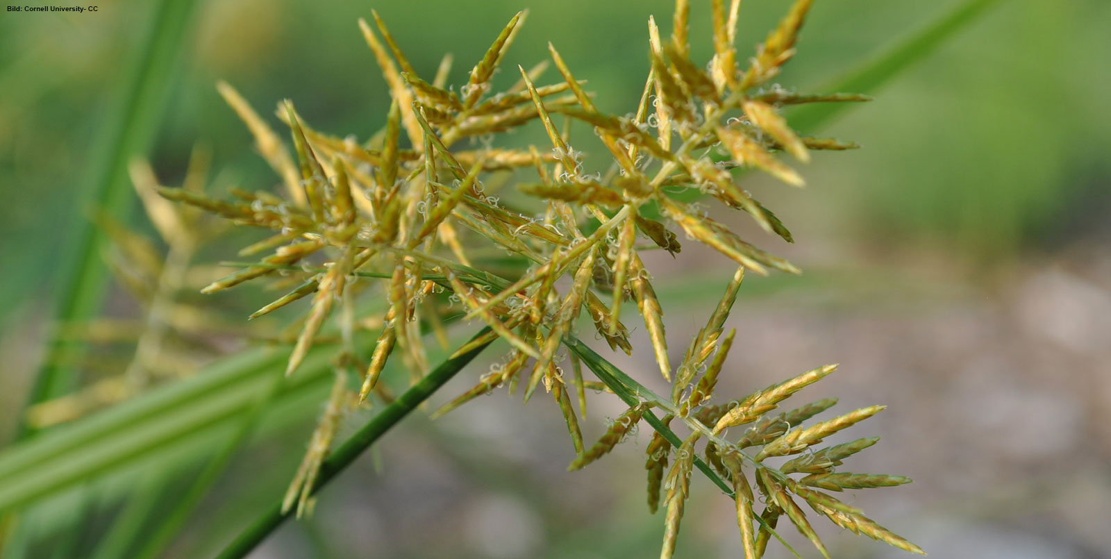 Samen des Erdmandelgrases