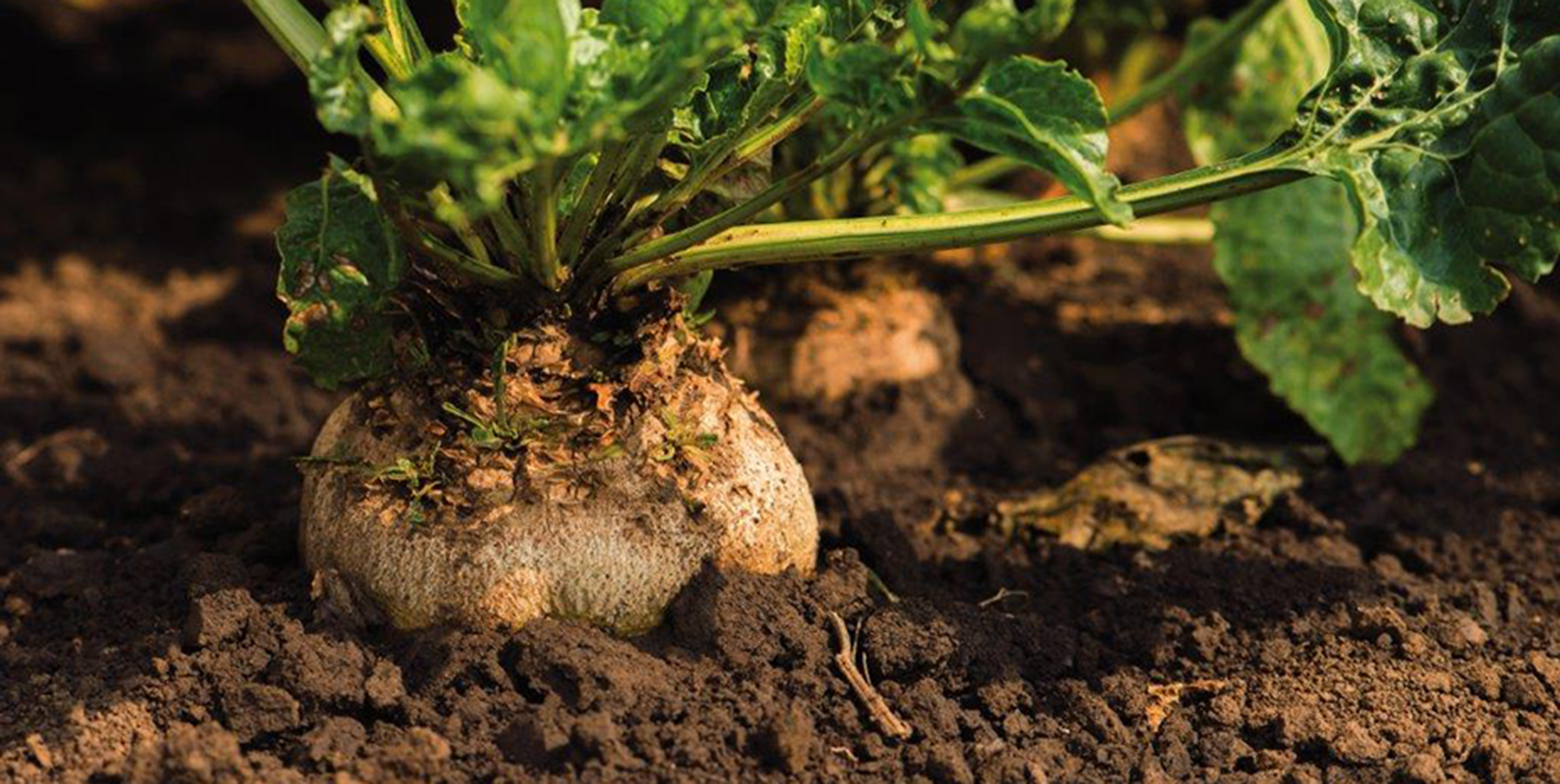 Rübenherbizid für 2021 - Betanal Tandem