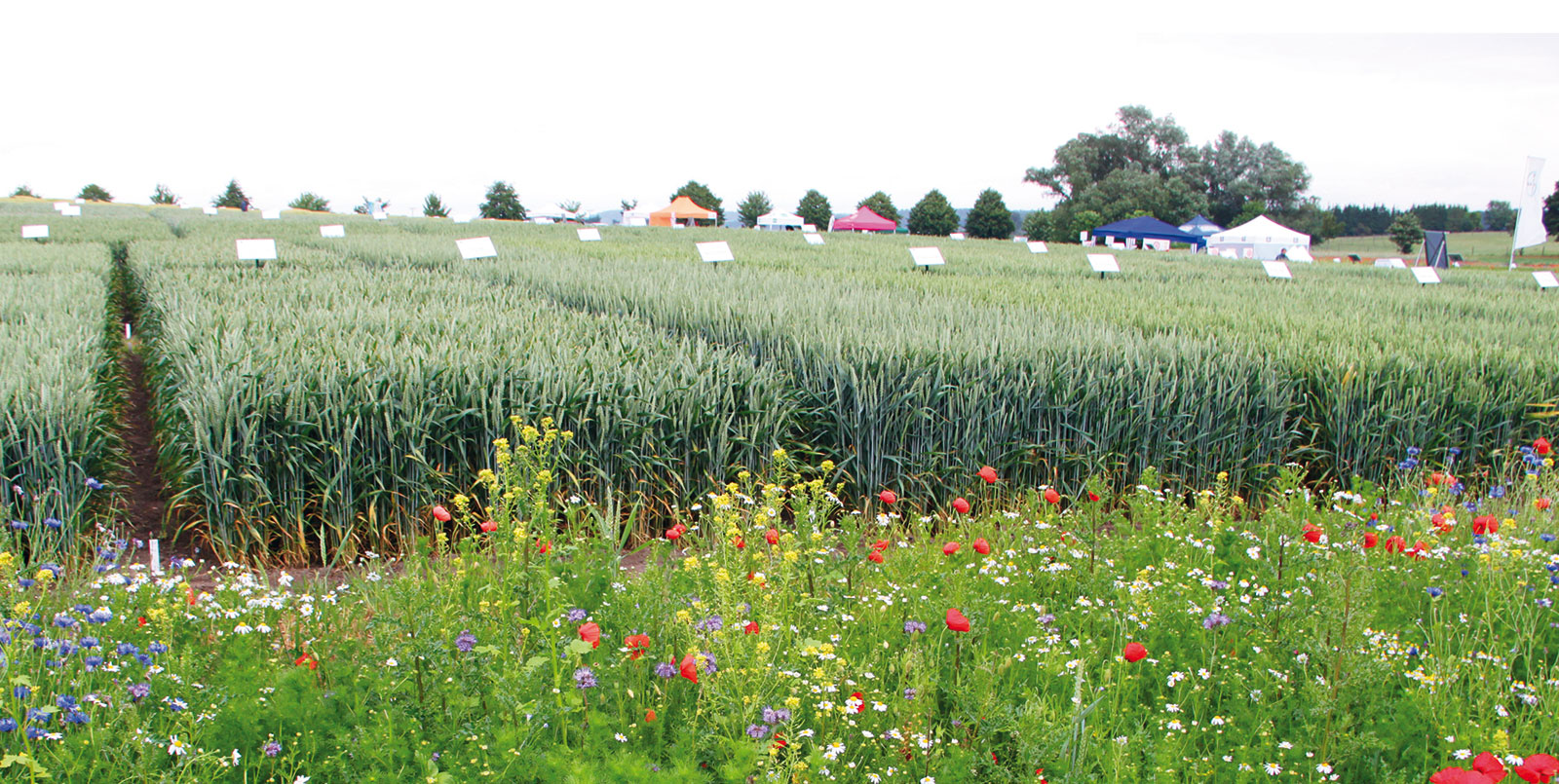 Persönlicher Feldrundgang auf den Demostandorten - in 2020 leider nicht möglich