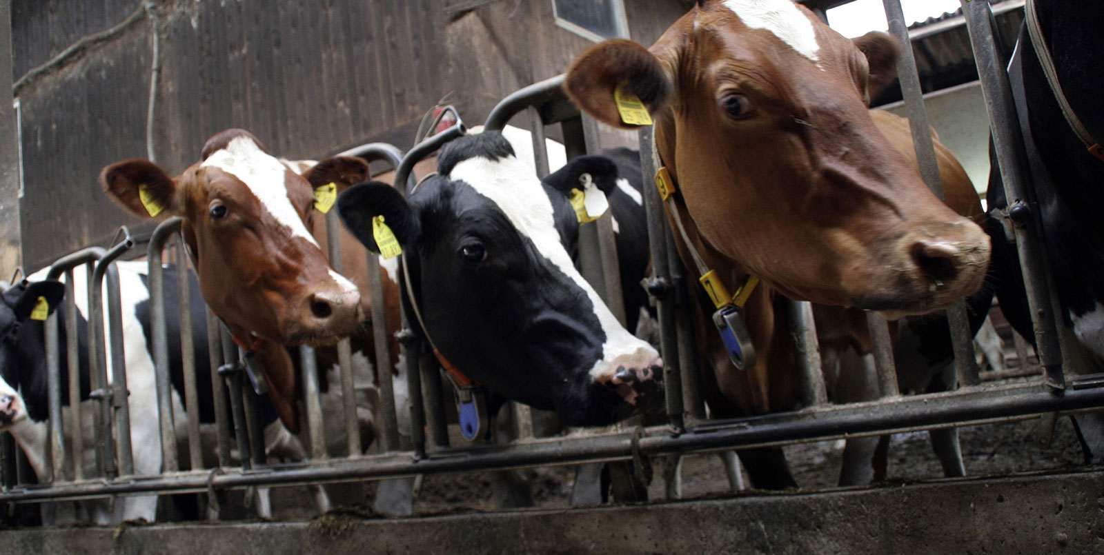 Futtermais in optimaler Qualität bringt bessere Erträge