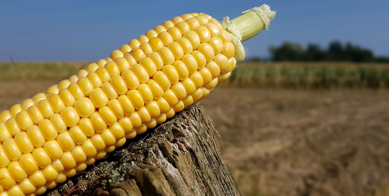 Mit Acceleron gebeiztes Maissaatgut sichert Erträge