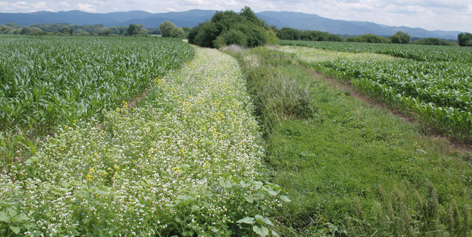 Blühstreifen am Maisfeldrand