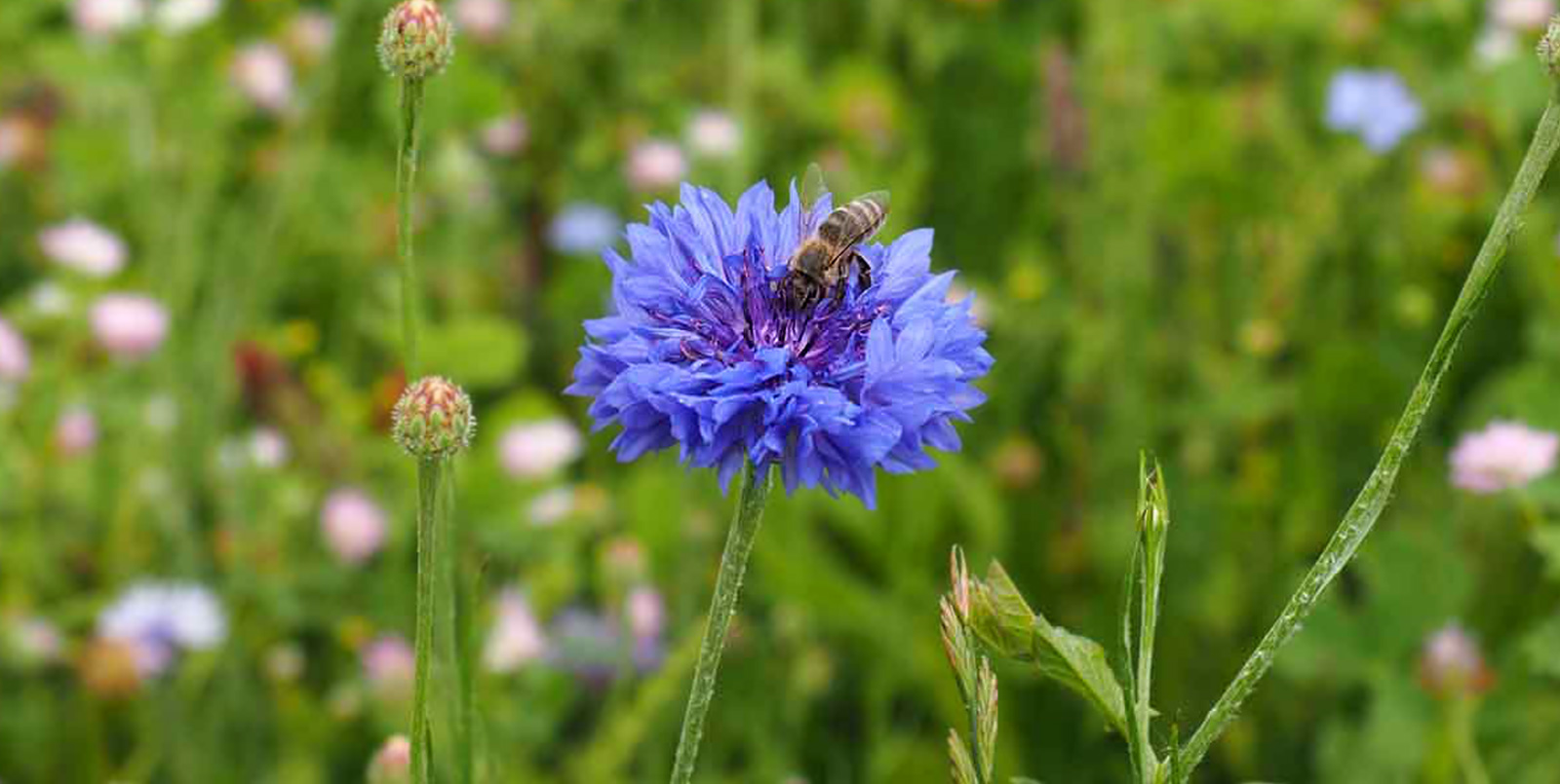 Biene auf Kornblume