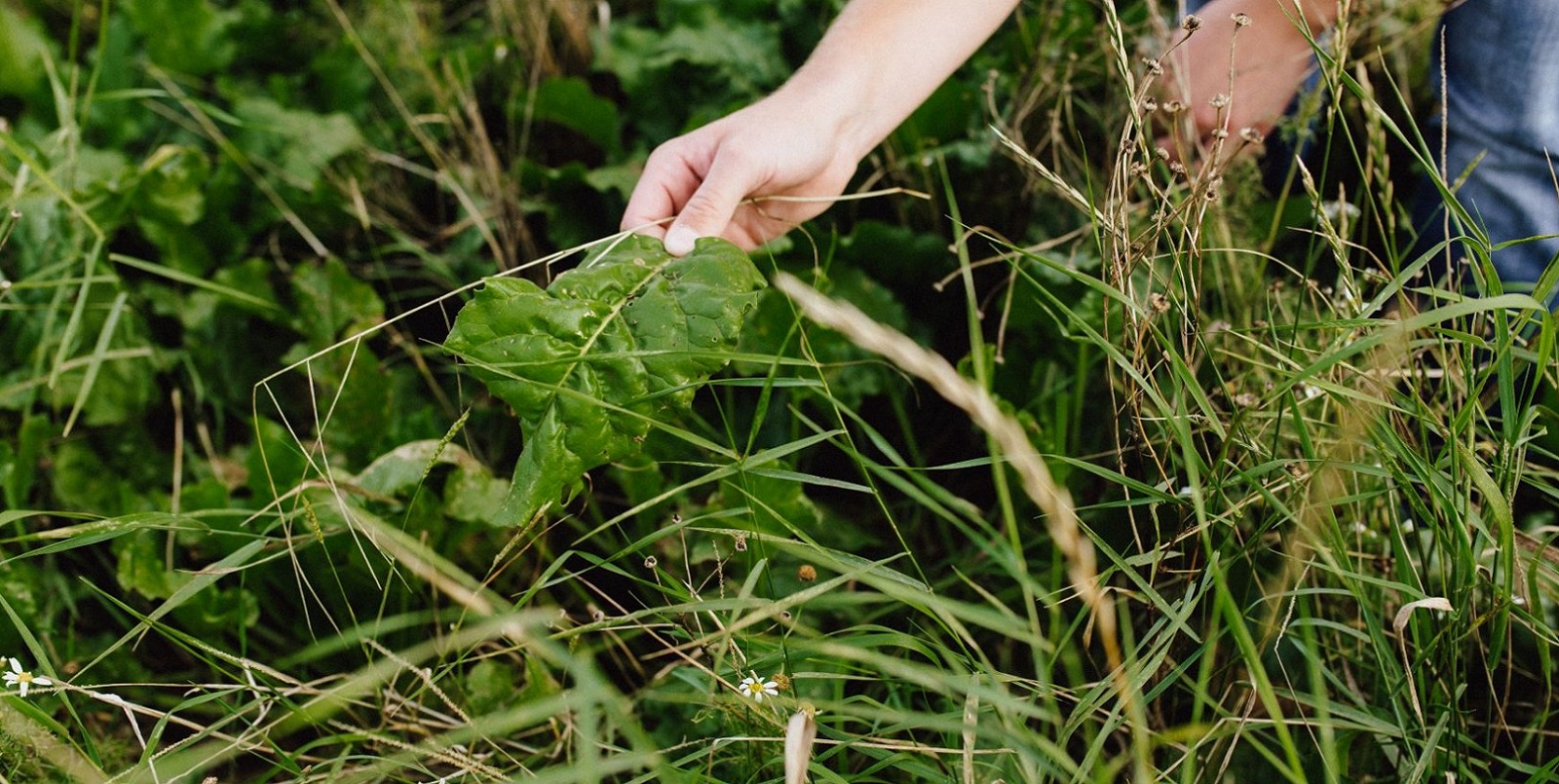IVA Pflanzenschützer Schau ins Feld