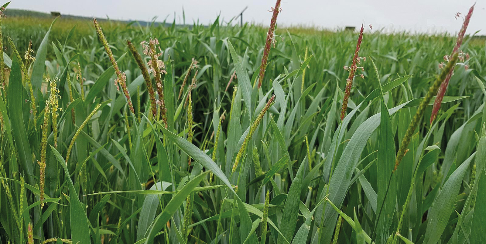 Ackerfuchsschwanz im Getreide