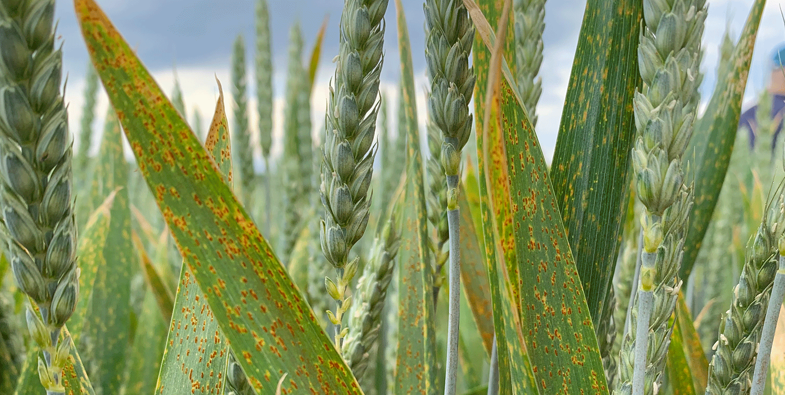 Weizen mit Rostflecken