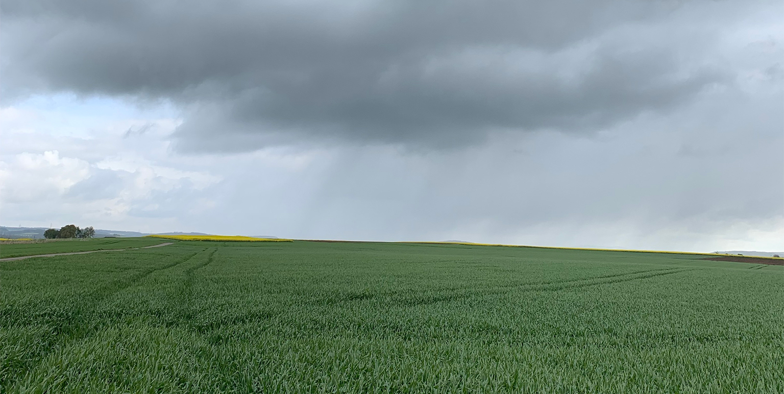 Blick über Getreidefeld mit sich näherndem Regen und Regenwolken