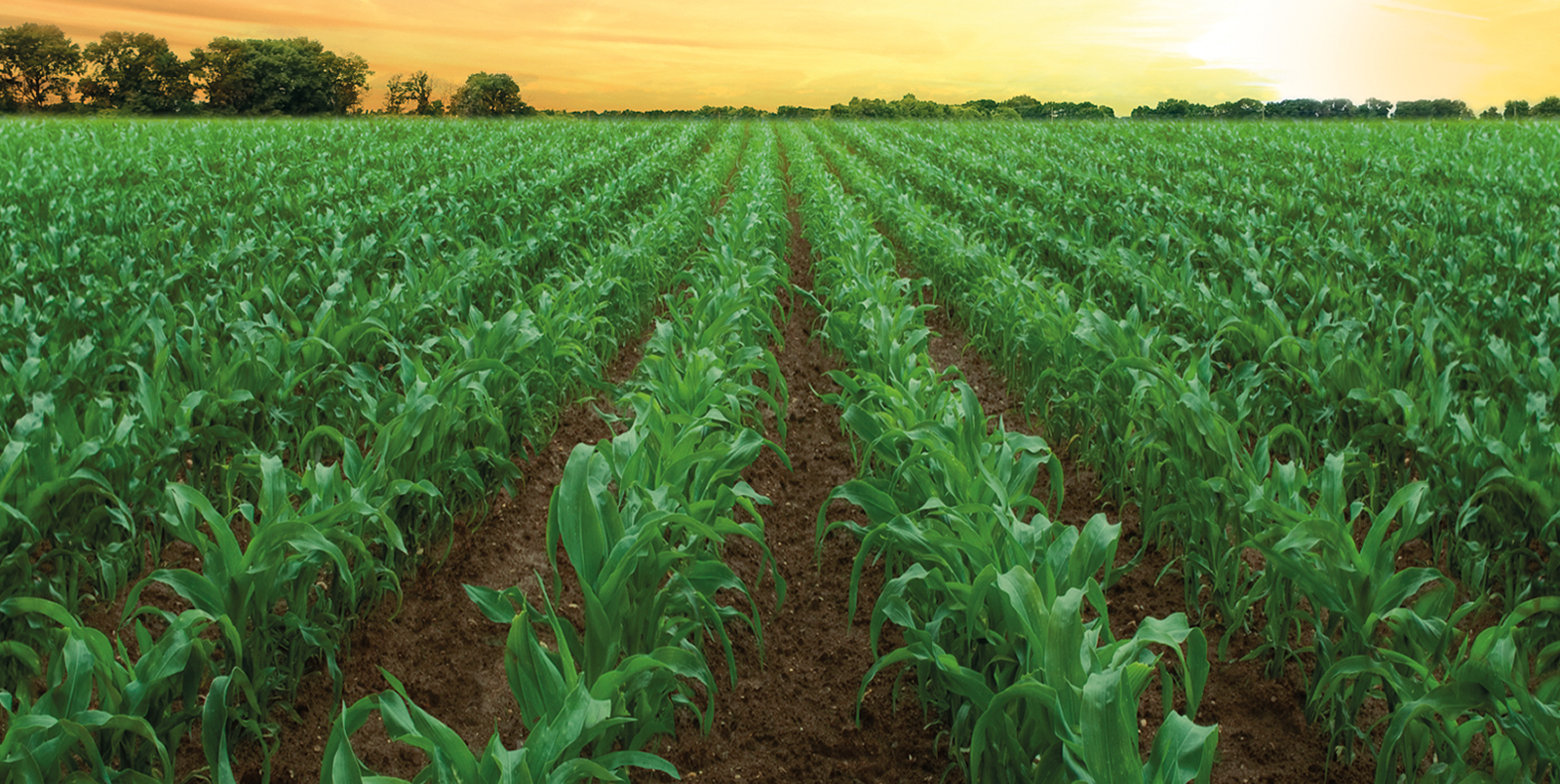 Ein Umdenken in der Maisherbizid-Strategie: Ein Markt im Wandel