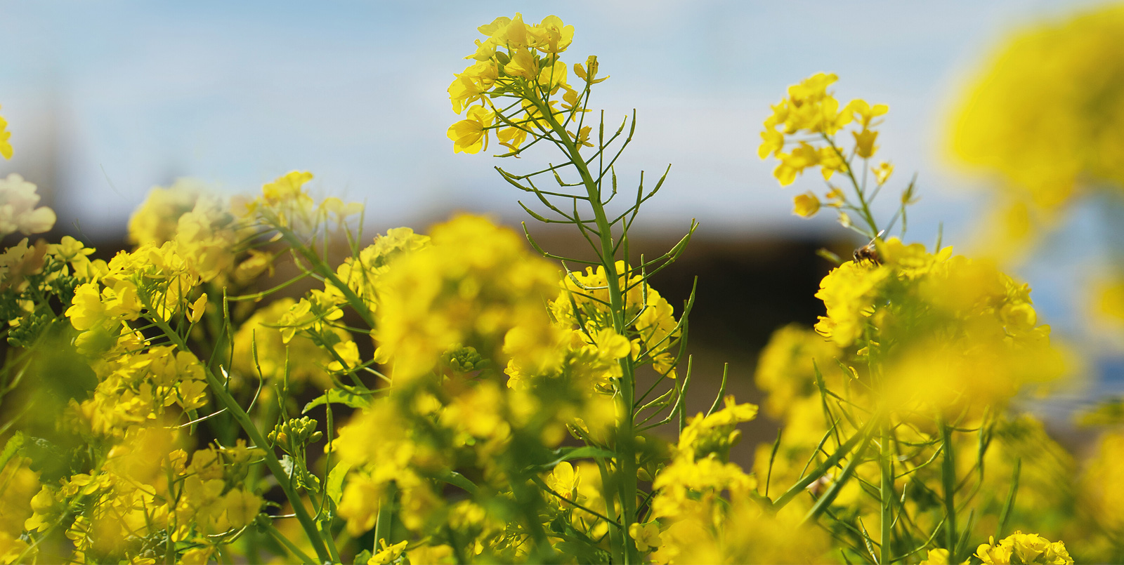 Rapsblüten