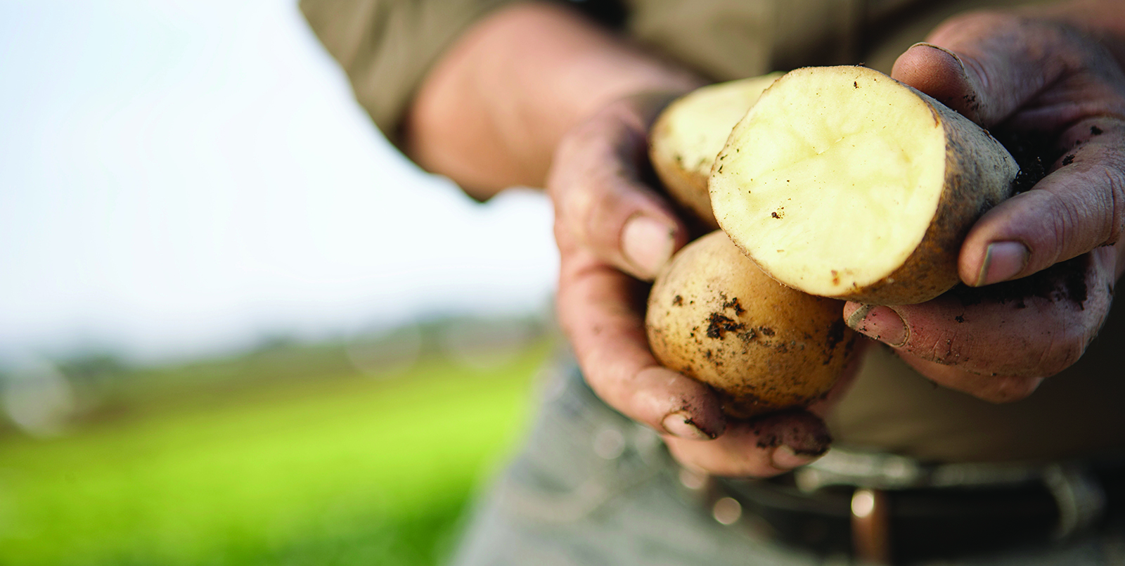 Kartoffeln Landwirthände