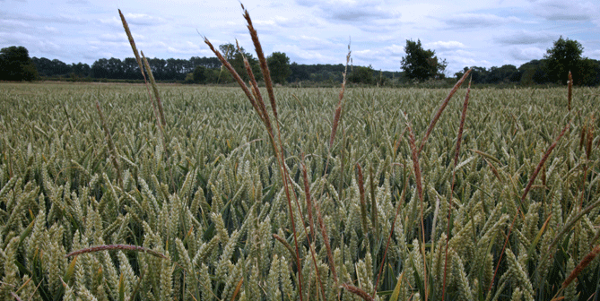 Bayer Agrar Deutschland - Wirksam Gegen Den Windhalm