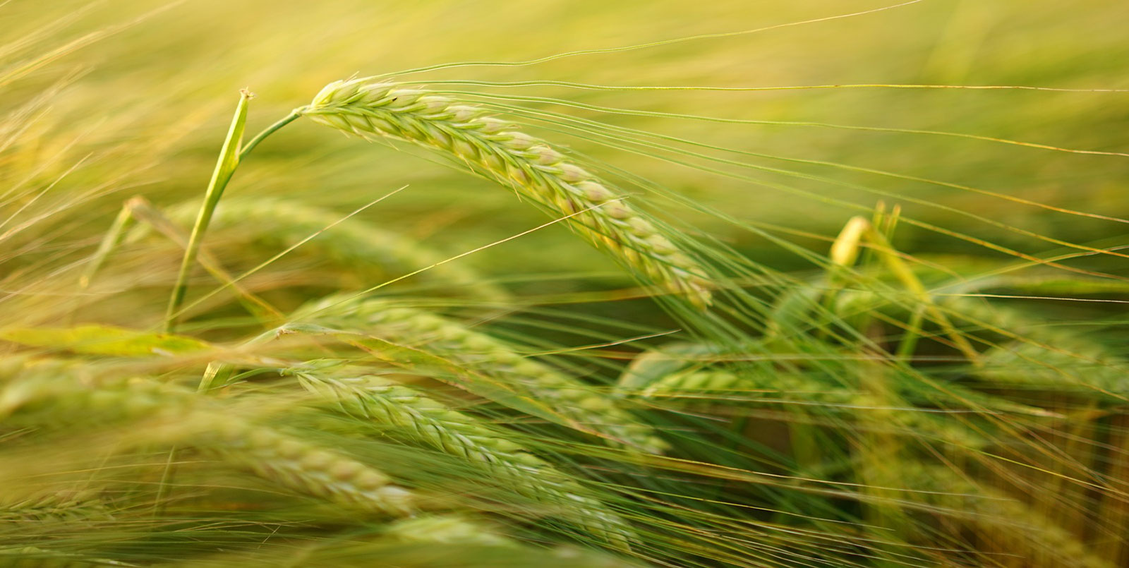 Gerste - Delaro Forte Getreidefungizid - Bild: Hans auf Pixabay
